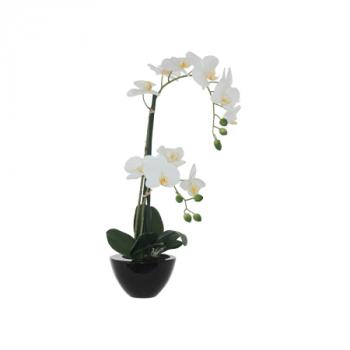 White Orchid in Black Pot  -  50 cm