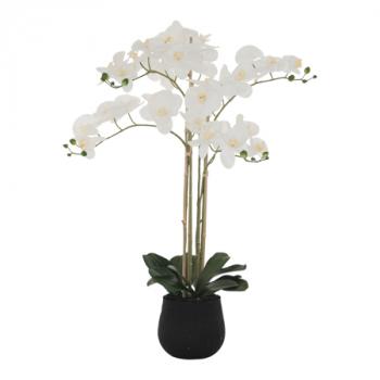 White Orchid  -  90 cm