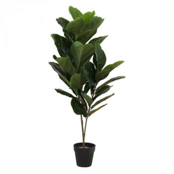 Fiddle Leaf Fig Tree -  90cm