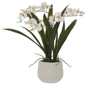 White Oncidium Orchid in Pot  -  46 cm