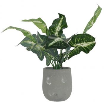 Evergreen Potted Plant  -  42 cm