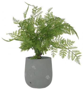 Fern Potted Plant  -  40 cm