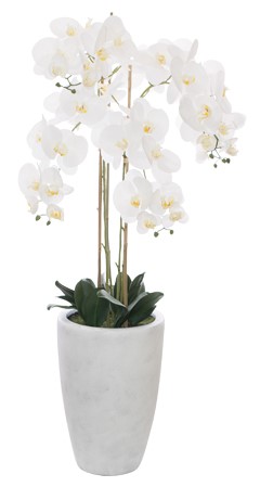 White Orchid in Pot  -  125 cm