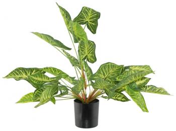 Taro Potted Plant  -  35 cm