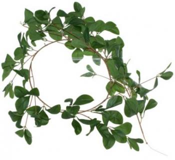 Watercress String  -  170 ml