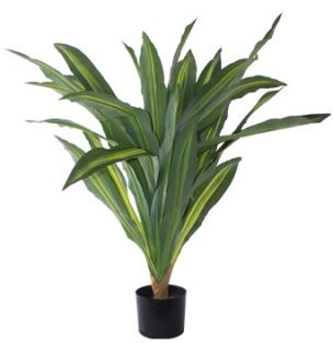 Dragon Plant in Pot  -  80 cm