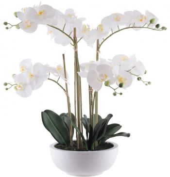 White Orchid in Pot  -  62 cm