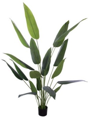 Banana Leaf Plant in Pot  -  1,5 m
