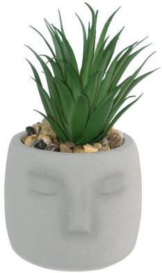 Aloe in Face Pot  -  12 x 19 cm