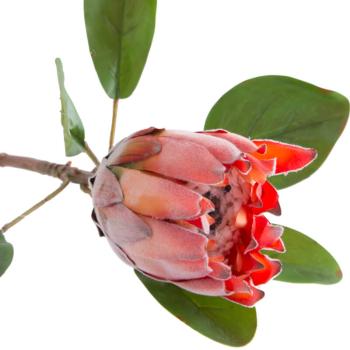 Dark Peach Protea  -  57 cm