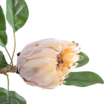 Light Peach Protea  -  57 cm