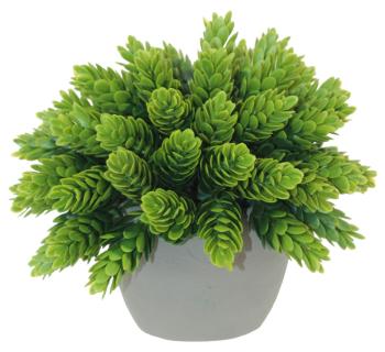 Potted Pine Bush  -  14 cm