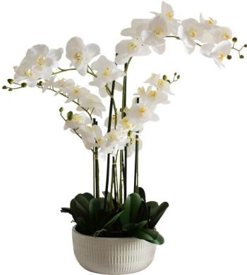 White Orchard in Flat Pot  -  84 cm