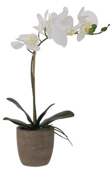 White Real Touch Orchid  -  51 cm