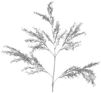 Silver Leaf Spray  -  104 cm