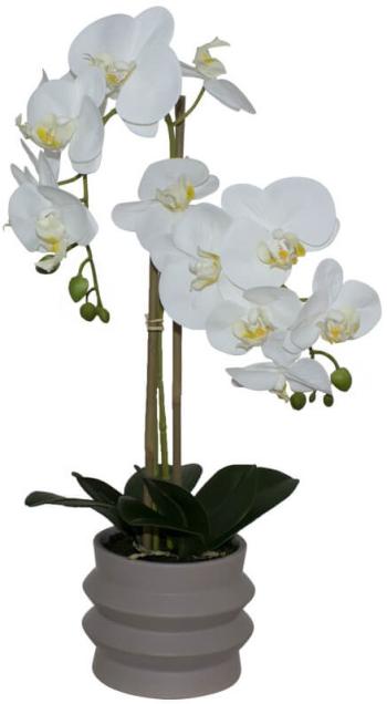 White Real Orchid  -  Ripple Pot  -  58 cm