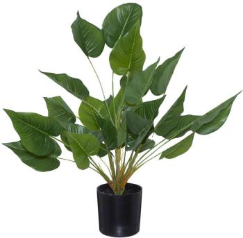 Elephant Ear Plant  -  65 cm