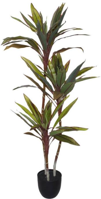 Croton Plant  -  1,2 m