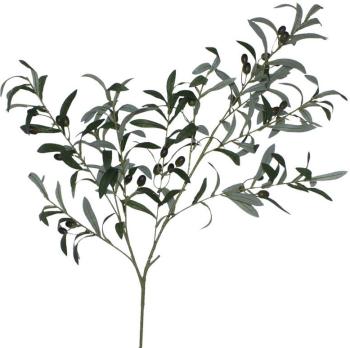 Olive Branch  -  100 cm