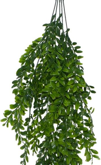 Hanging Fern Plant  -  80 cm