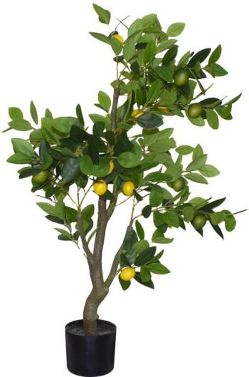 Lemon Tree  -  1,2 m