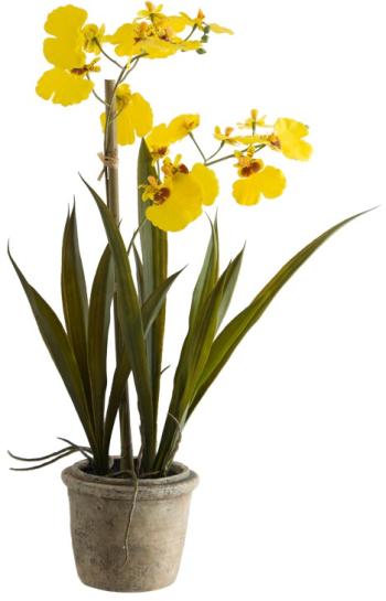 Yellow Oncidium in Pot  -  43 cm