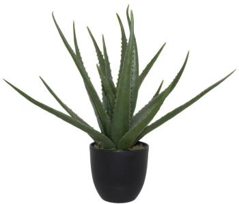 Aloe in Pot  -  47 cm