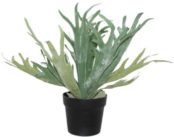 Staghorn in Pot  -  45 cm