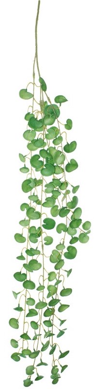 Coin Leaf Green Hanging Plant  -  90 cm