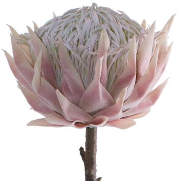 Cream/Pink Protea  -  67 cm
