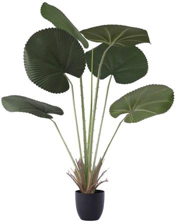 Fan Leaf Palm  -  120 cm