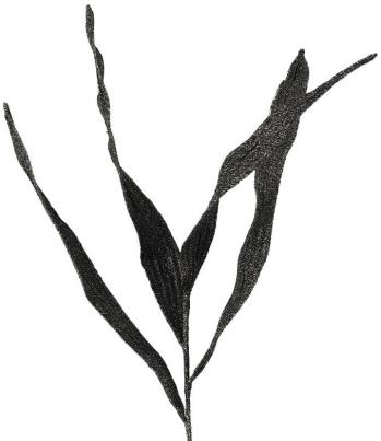 Jazzy Black Spray  -  79 cm