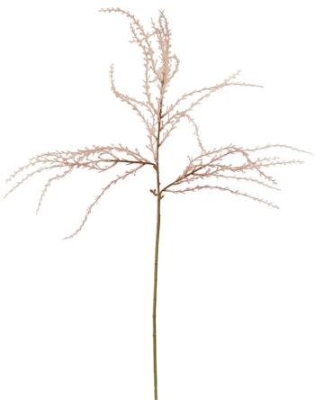 Purple Feather Stem  -  90 cm