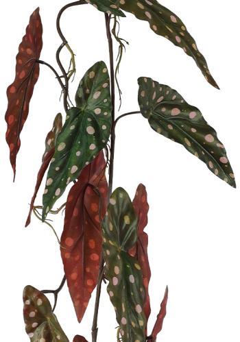 Polka Dot Hanging Begonia  -  110 cm