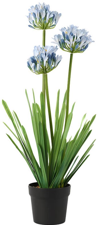 Blue Agapanthus in Pot  -  74 cm