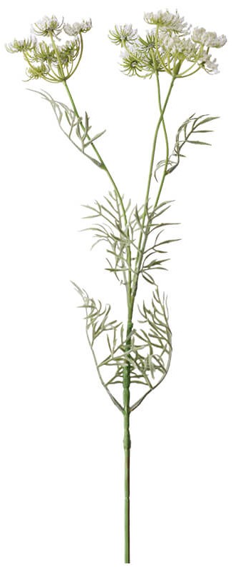 Queen Anne Lace Stem  -  85 cm