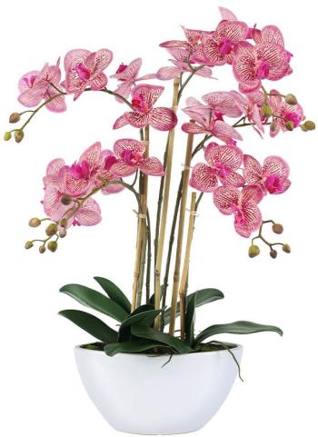 Fuchsia Orchid in White Pot  -  66 cm